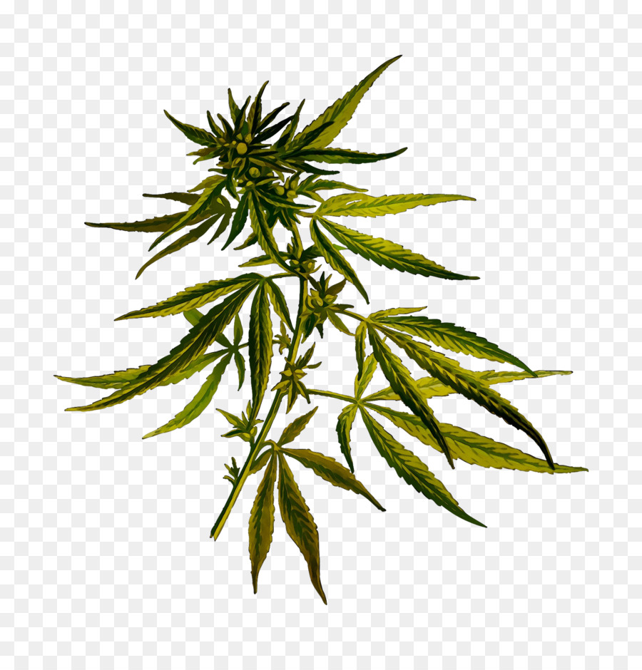 Cannabis Sativa，El Cannabis PNG