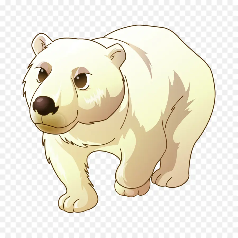 Oso Polar，Oso PNG