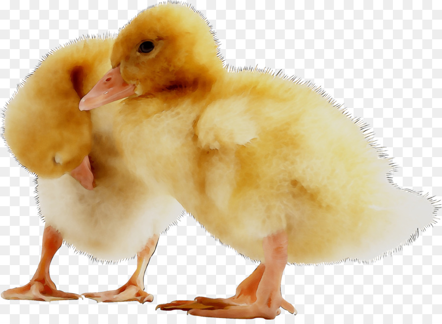 Patito Amarillo，Pato PNG