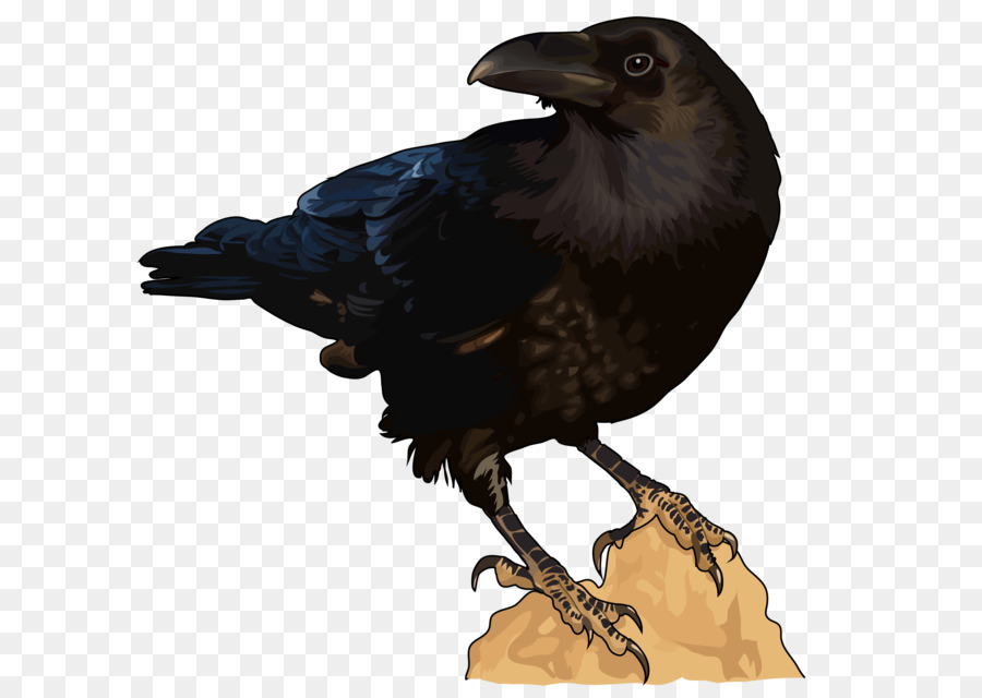 American Cuervo，Aves PNG