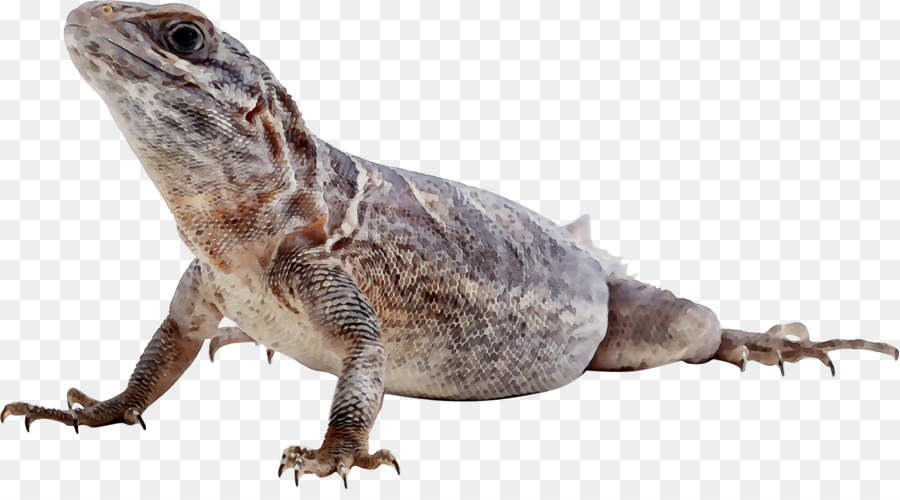 Agamas，Común Iguanas PNG