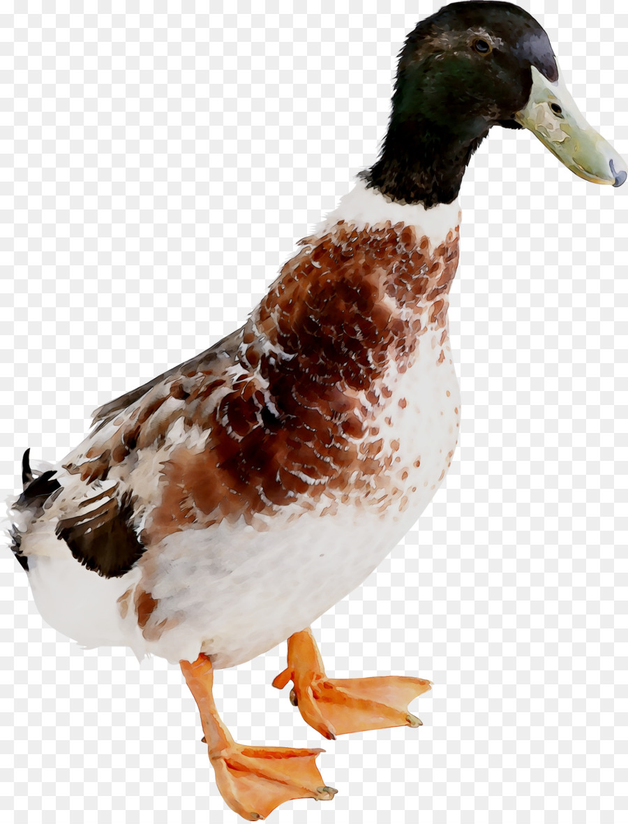 El ánade Real，Pato PNG