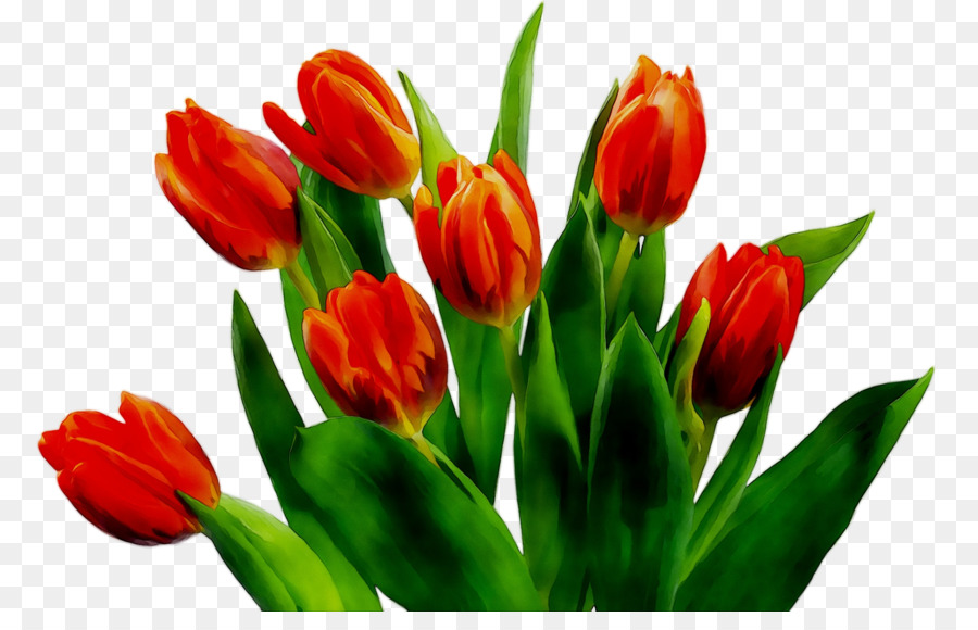 Tulip，Tallo De La Planta PNG