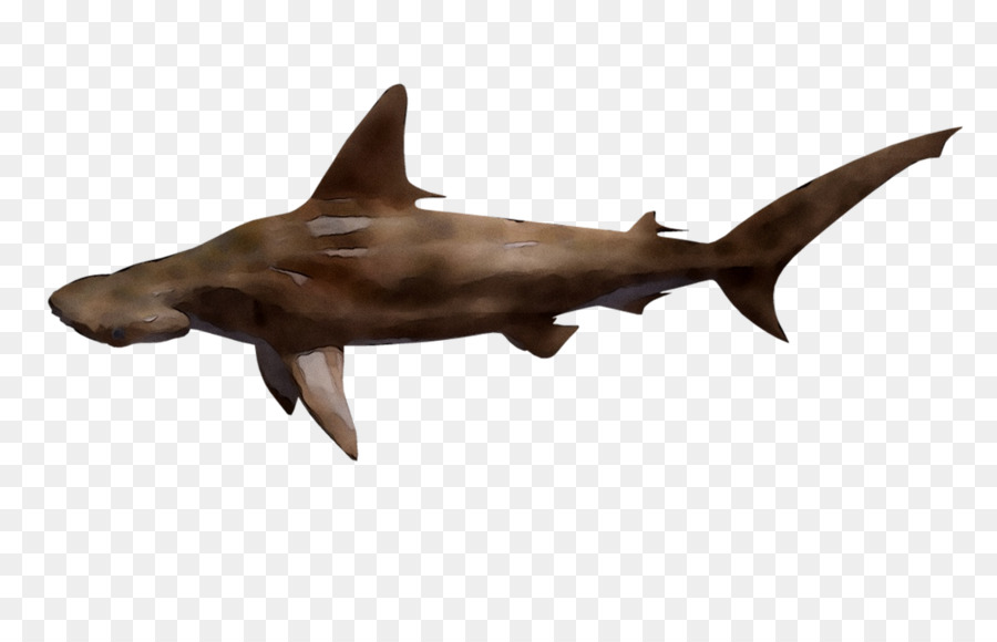 Tiburones，Océano PNG