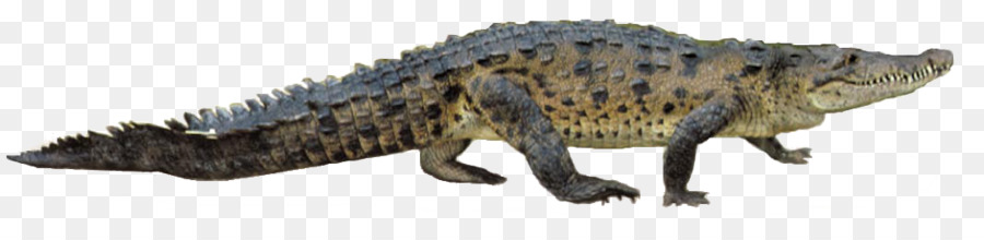 Cocodrilo，Cocodrilo Del Nilo PNG