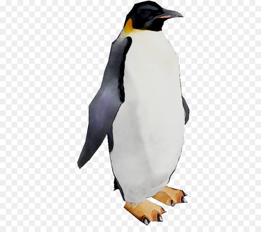 Pingüino Rey，Pingüino PNG