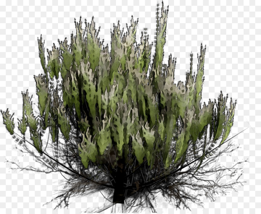 Bioma，Cupressus PNG