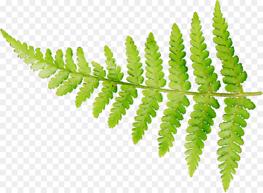 Helecho，Avestruz Fern PNG