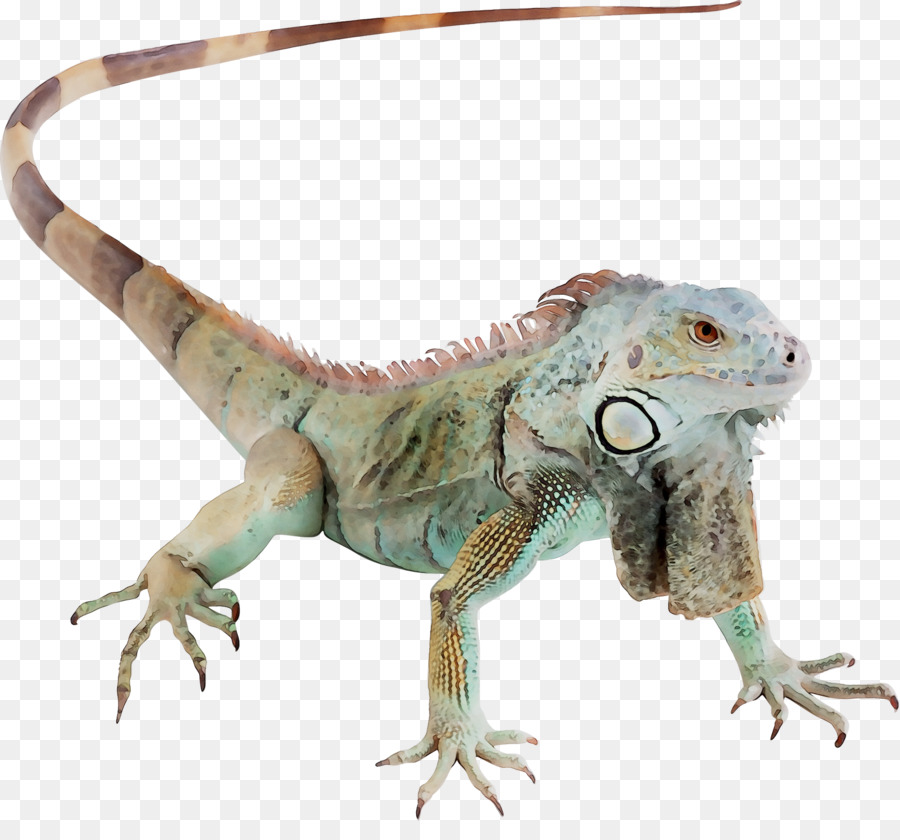 Agamas，Común Iguanas PNG