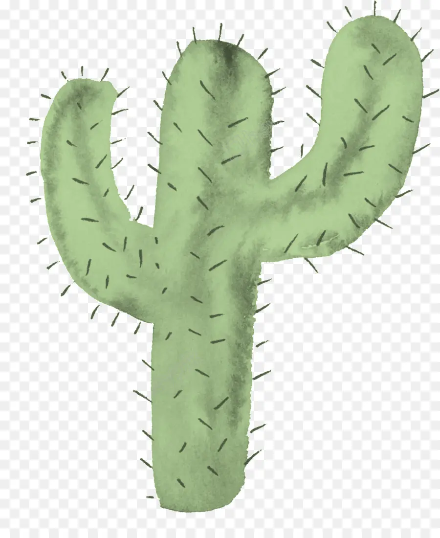 Cactus，Dibujo PNG