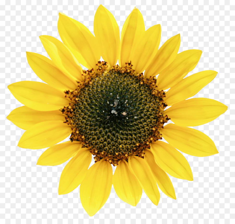 Girasol，Amarillo PNG