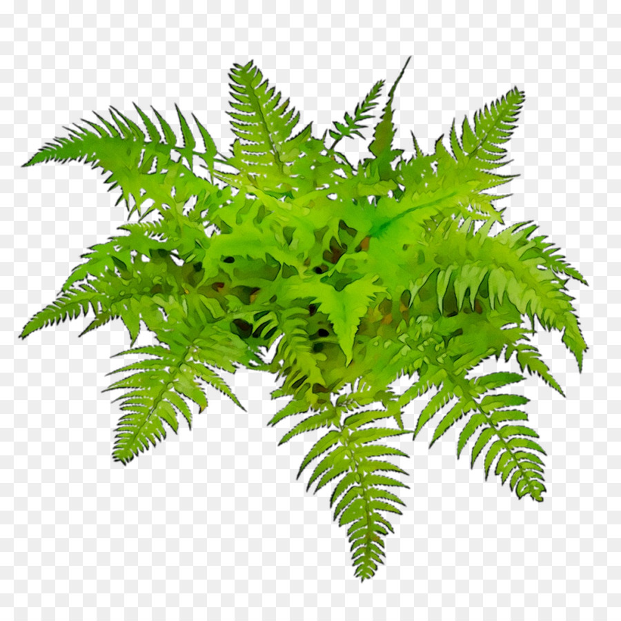 Helecho，Avestruz Fern PNG