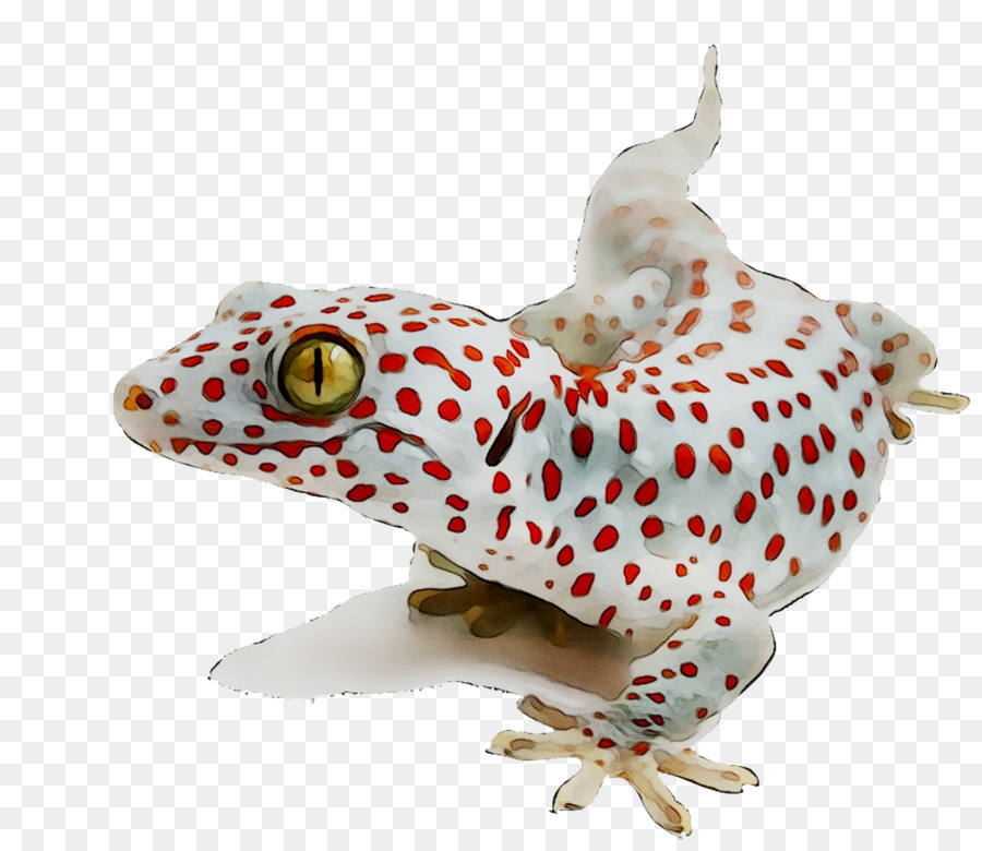 Geco Manchado，Lagarto PNG