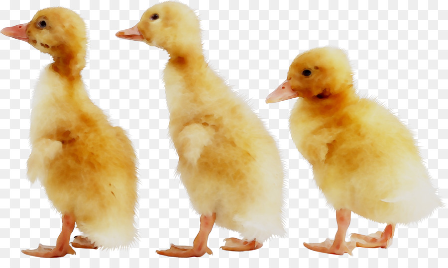 Tres Patitos，Aves PNG