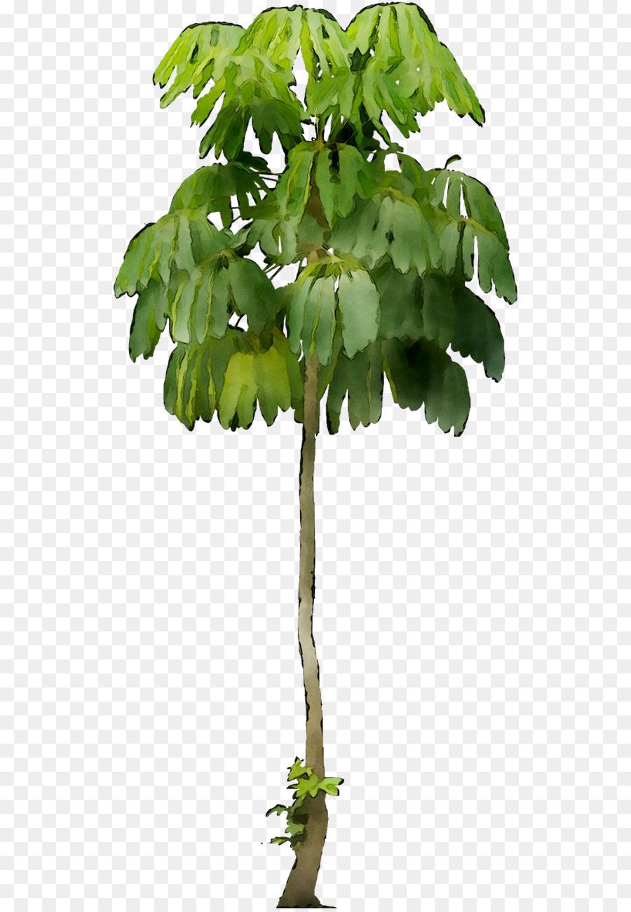 Enano árbol Paraguas，Schefflera Actinophylla PNG