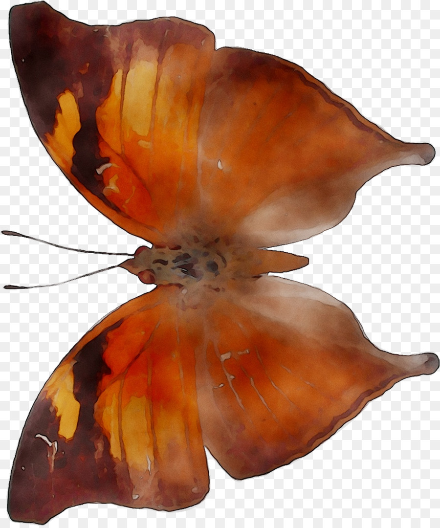 Invertebrados，Naranja PNG