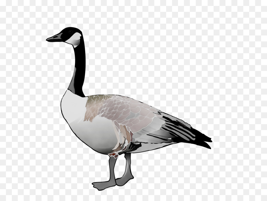 Ganso，Pato PNG