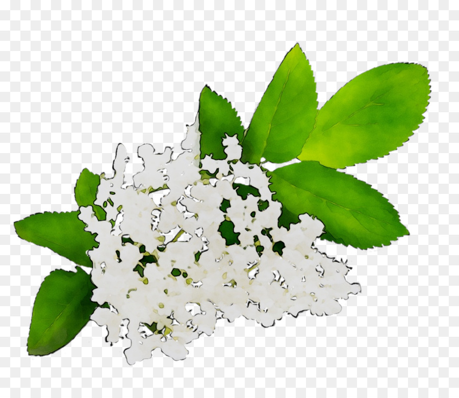 Las Plantas，Flor PNG