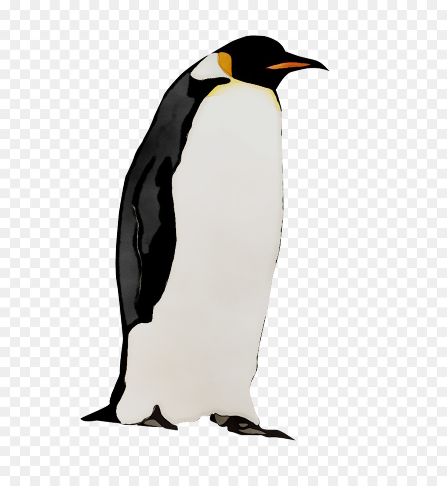 Pingüino Rey，Pingüino PNG