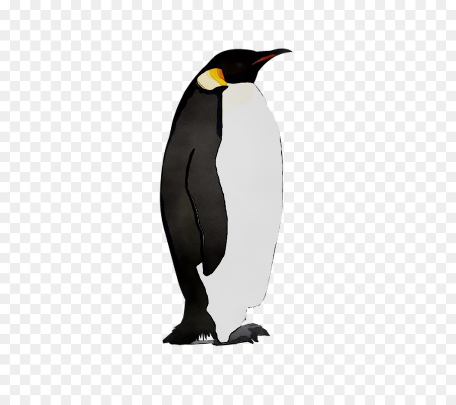 Pingüino Rey，Pingüino PNG