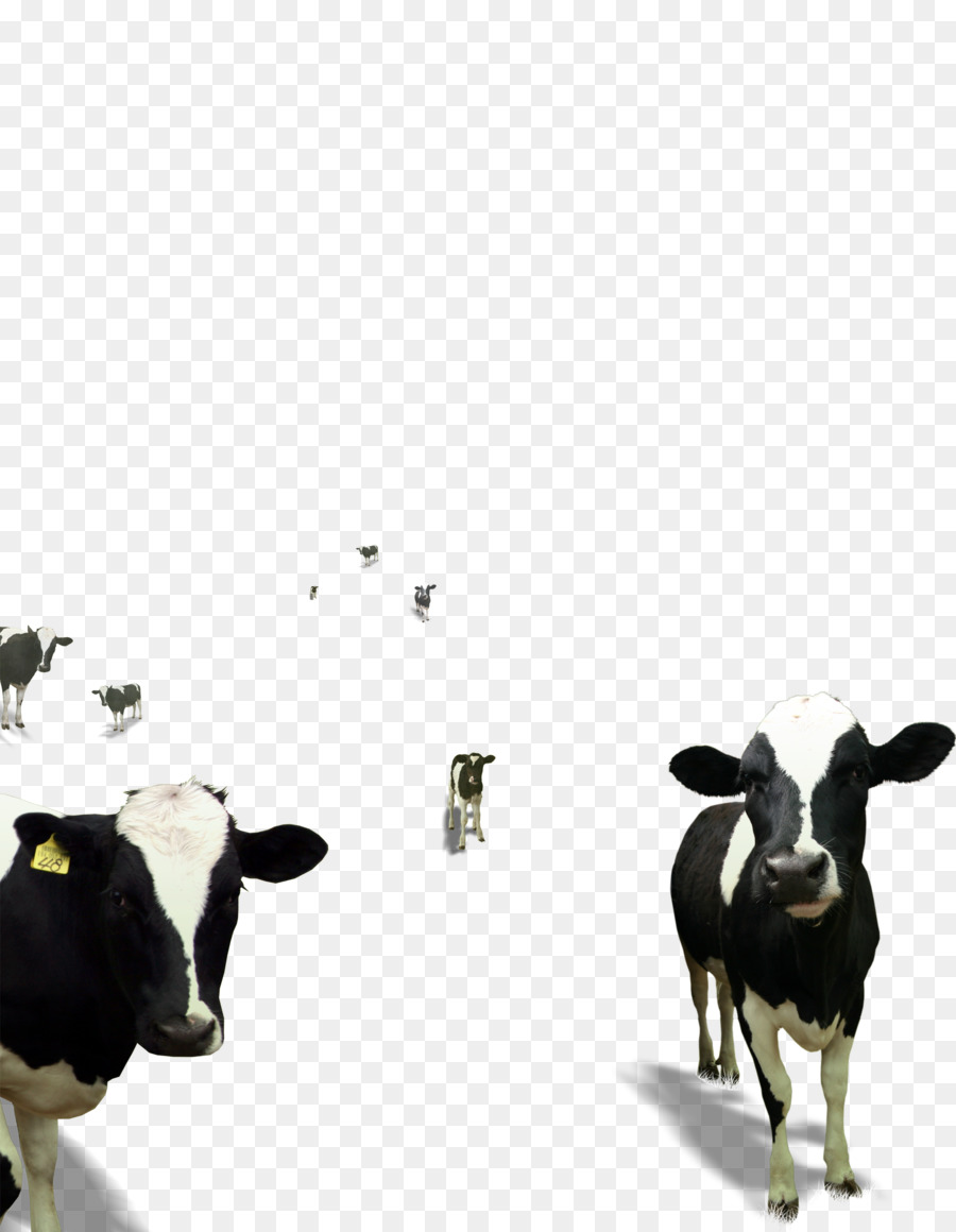 Vacas，Negro PNG