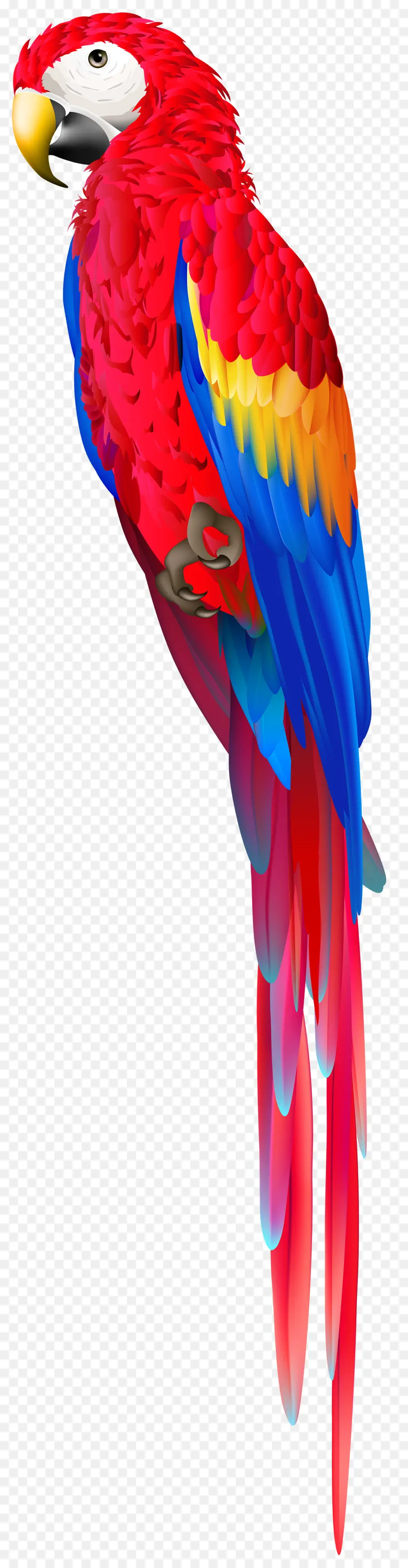 Guacamayo，Loro PNG