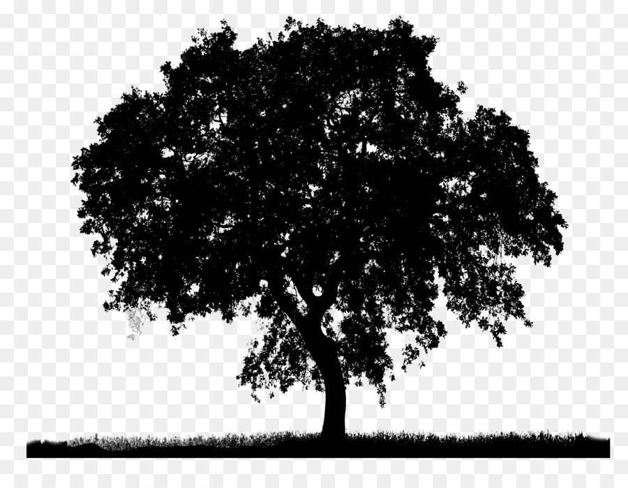 Árbol，El Sur De Live Oak PNG