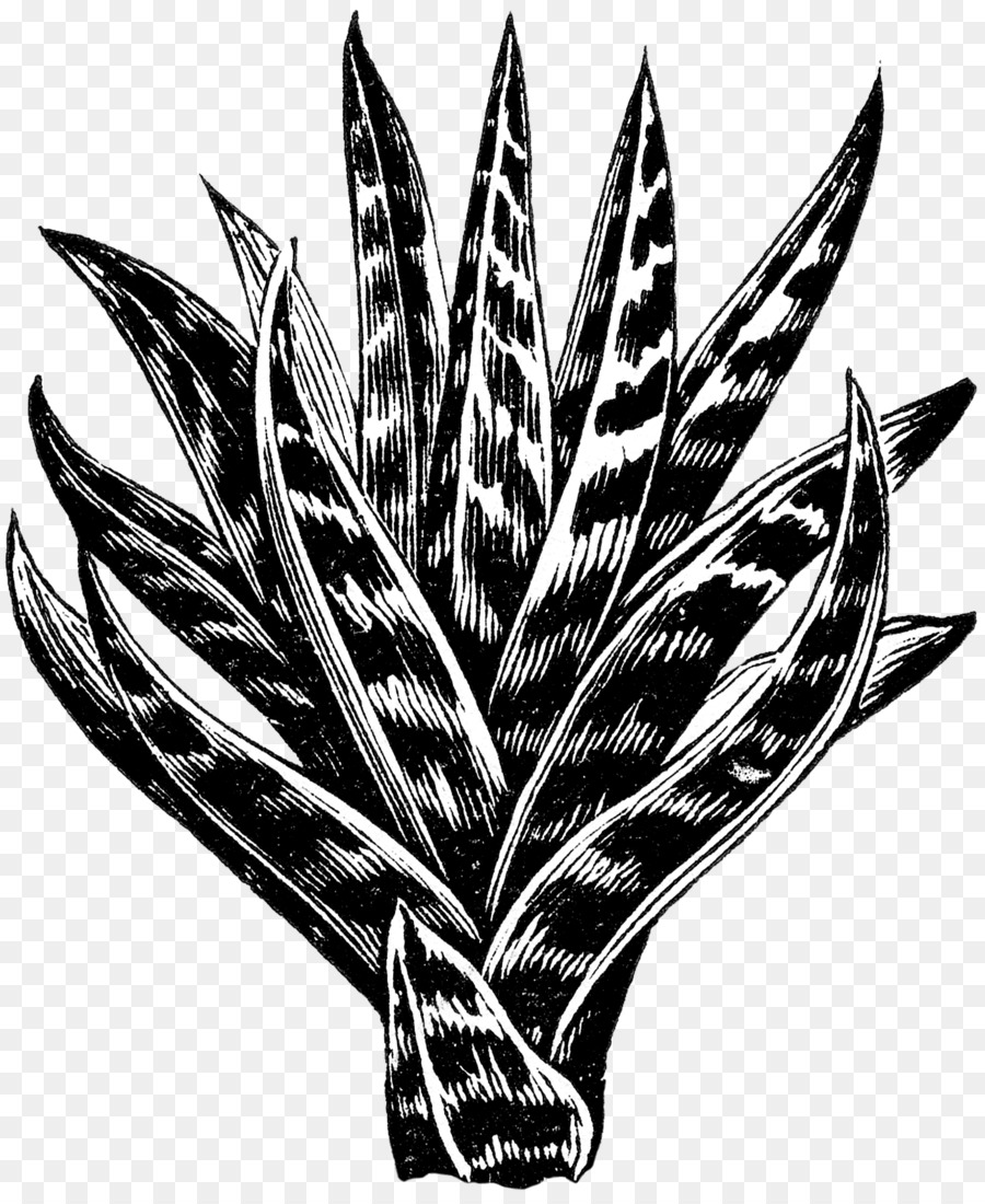 Aloes，Pintura A La Acuarela PNG