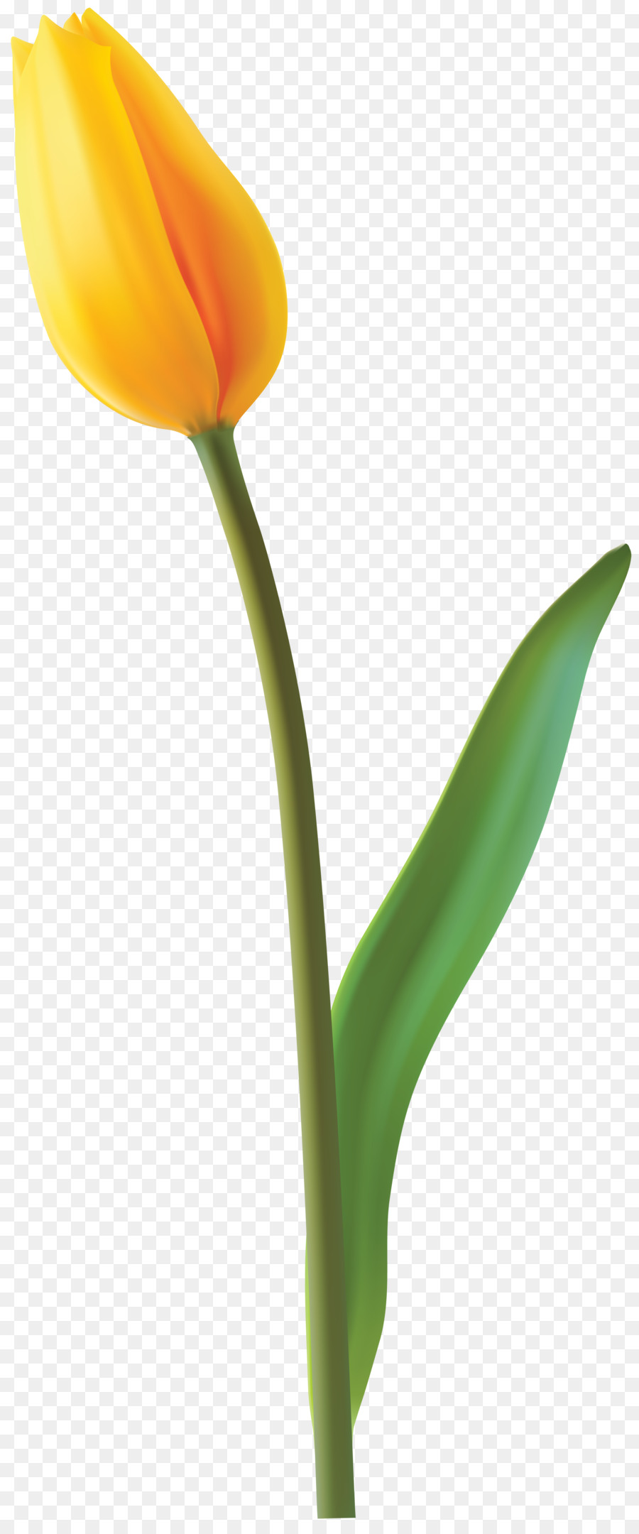 Tulip，Amarillo PNG