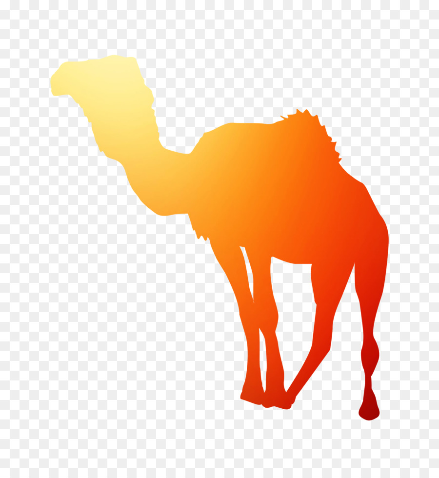 Dromedario，Caballo PNG