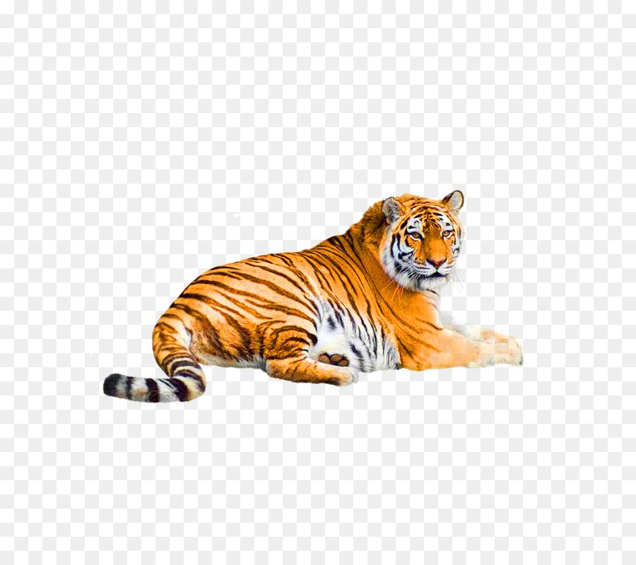 Tigre，Felino De Gran Tamaño PNG