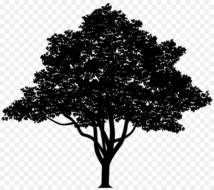 Silueta De Arbol，Sombra PNG