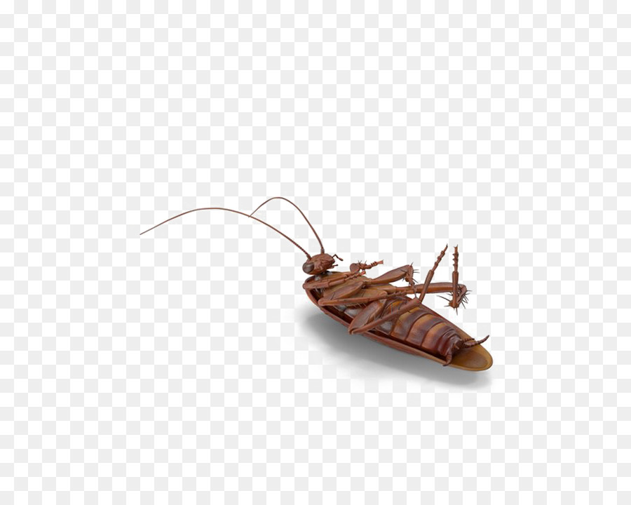 Cucaracha，Descargar PNG