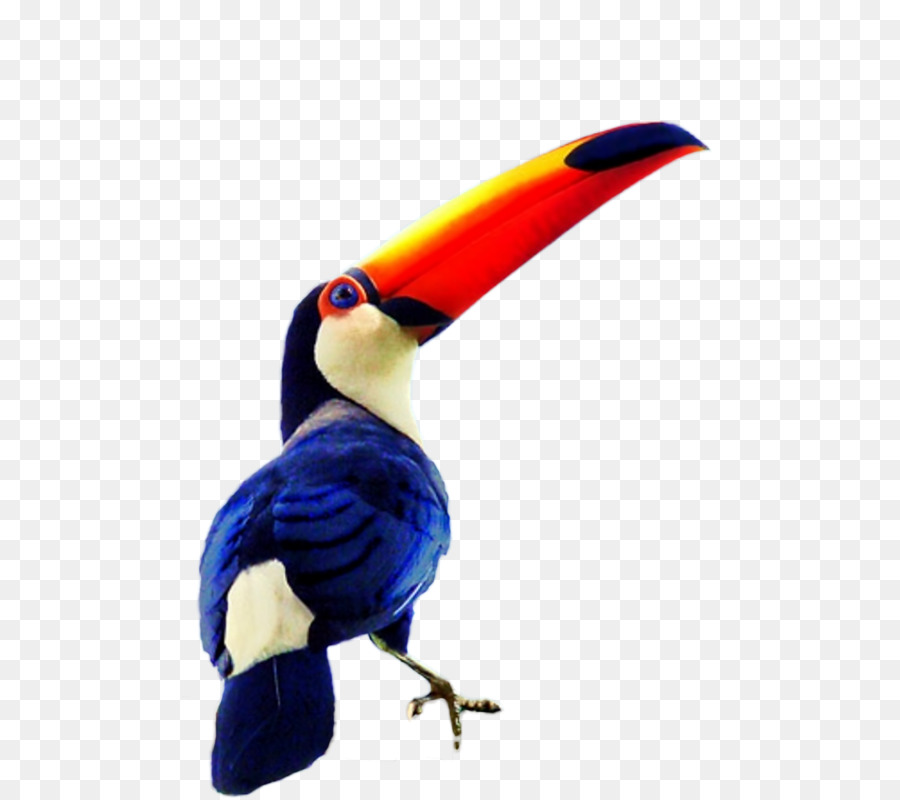 Aves，Cálao PNG