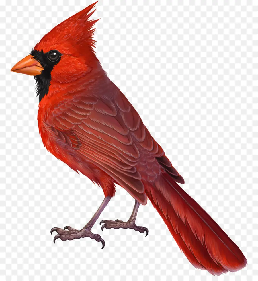 Cardenal Rojo，Encaramado PNG