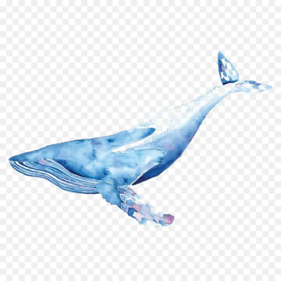 Ballena Azul，Océano PNG