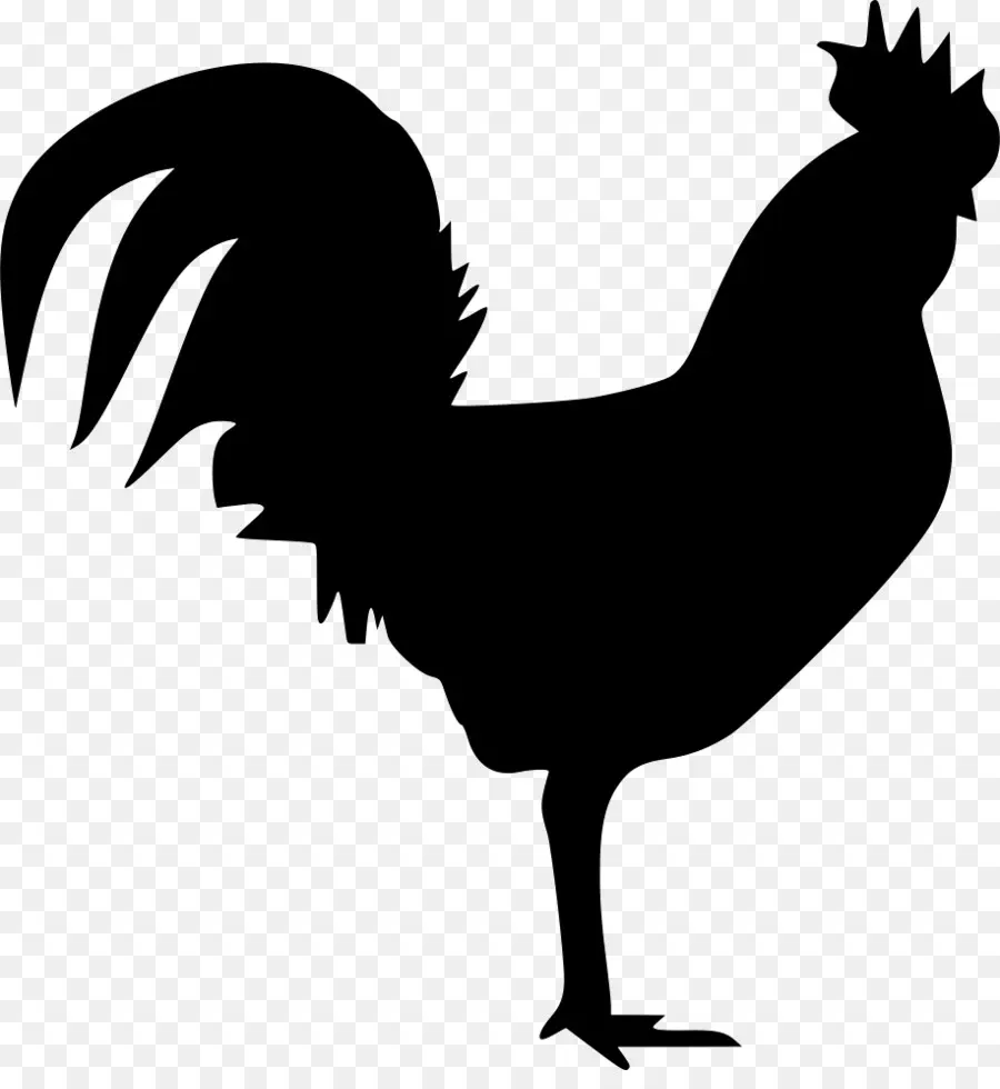 Gallo，Una Fotografía De Stock PNG