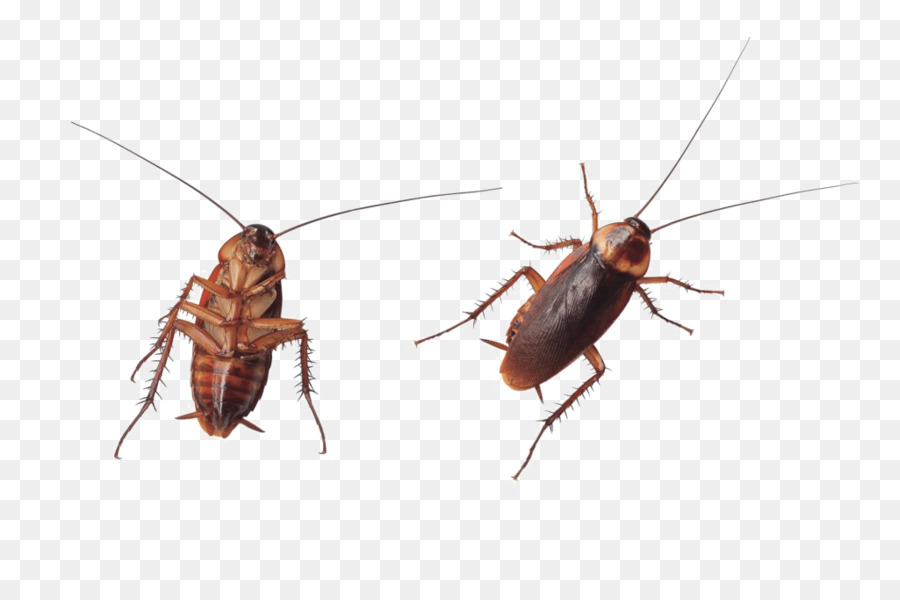 Cucaracha，Una Fotografía De Stock PNG