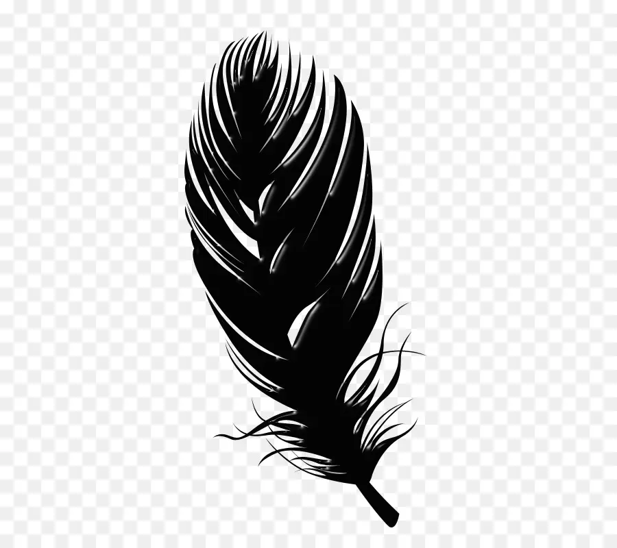 Pluma，Aves PNG