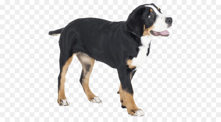 Cachorro，Perro PNG