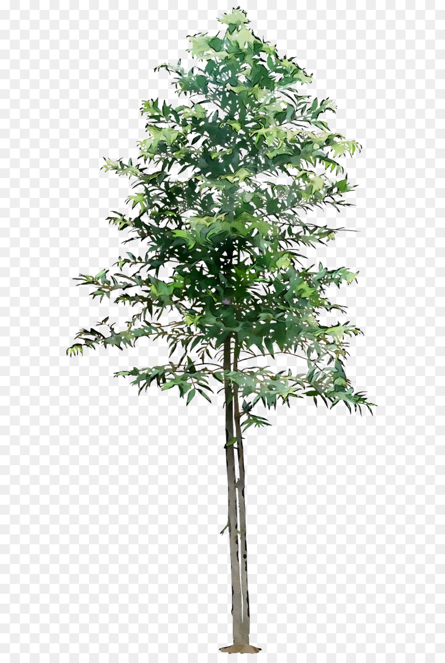 árbol Verde，Naturaleza PNG