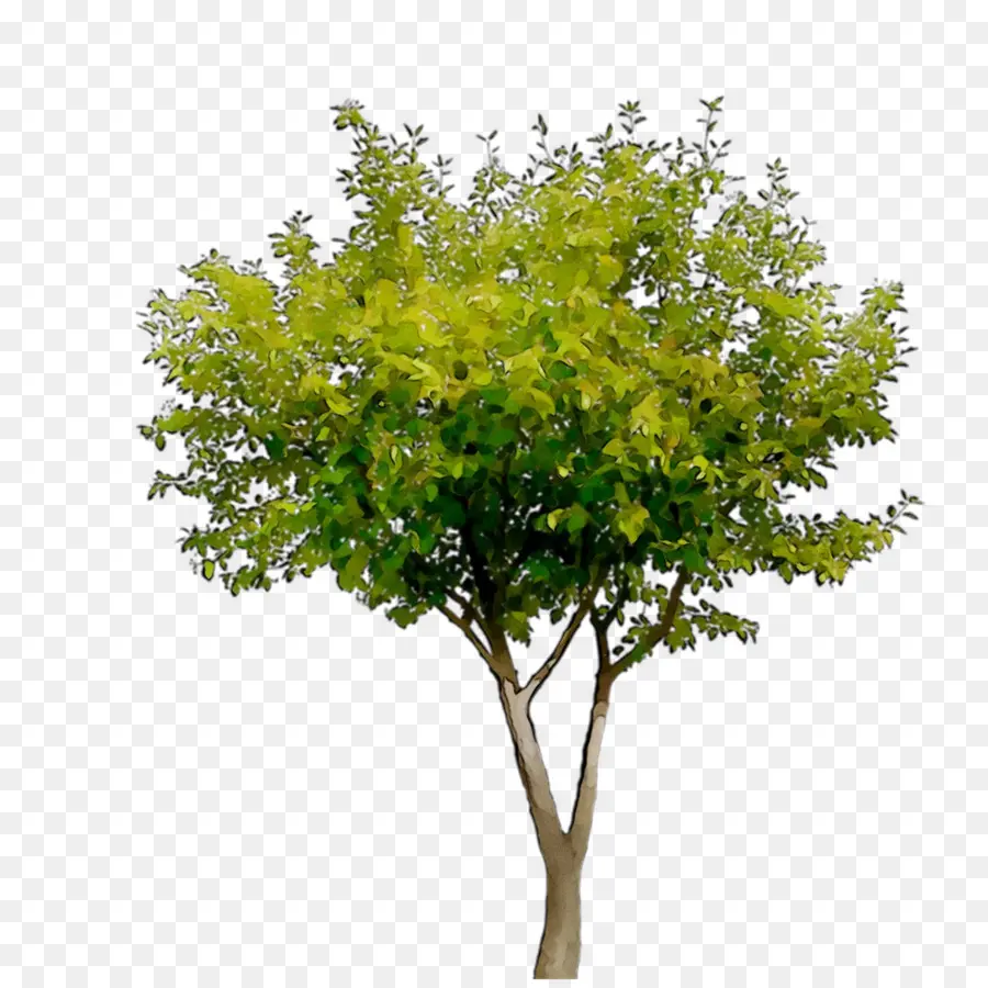 Árbol，Hojas PNG