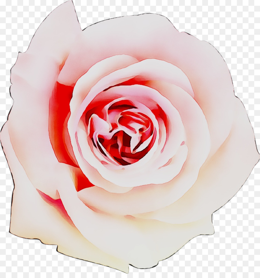 Las Rosas De Jardín，Rosa PNG