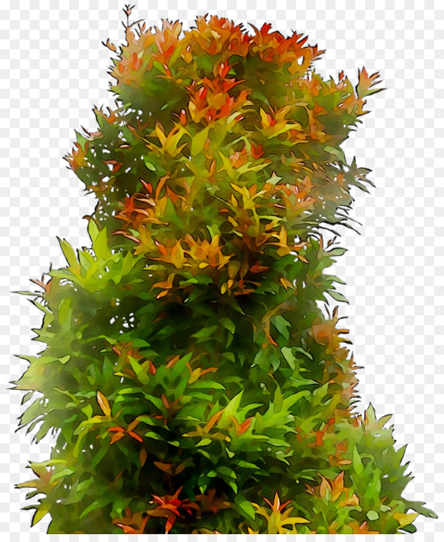 Árbol，Arbusto PNG