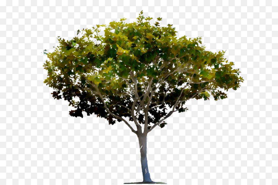 Árbol，Naturaleza PNG