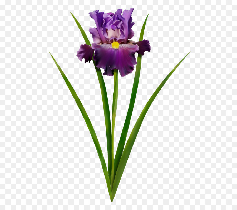 Iris Morado，Planta PNG