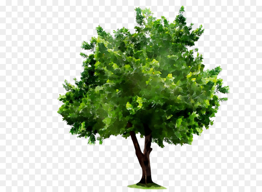 Árbol，Roble PNG