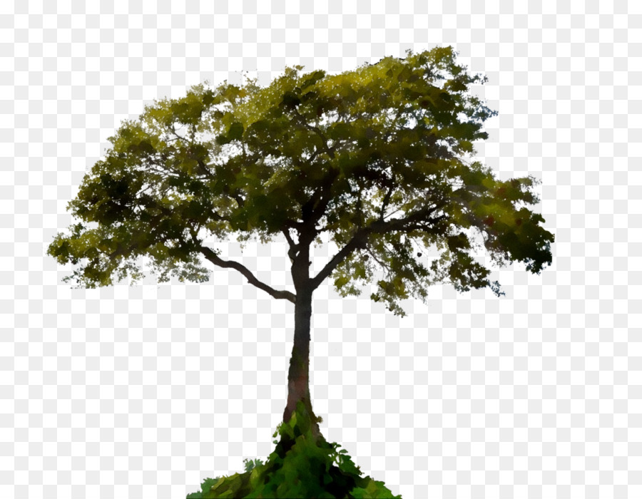 Árbol，Bosque PNG