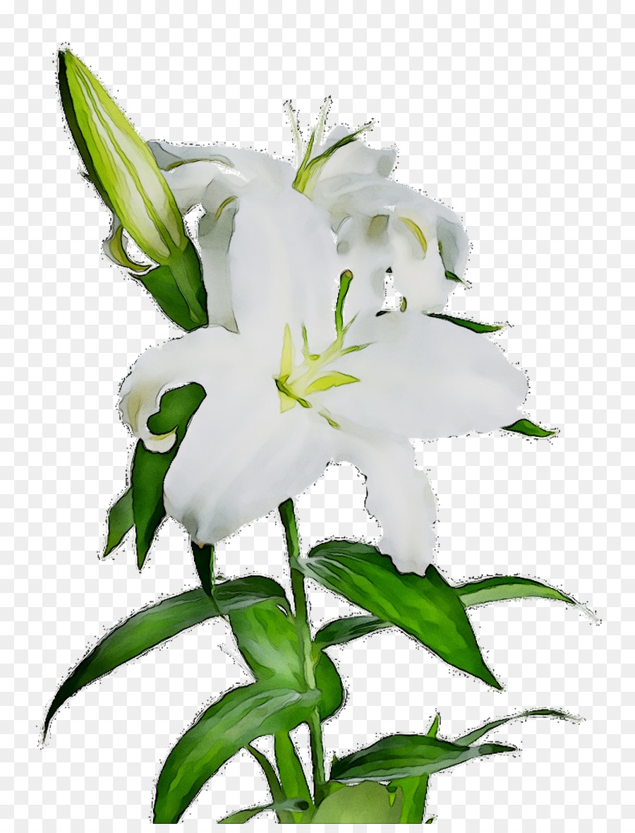 Lirio Blanco，Flor PNG