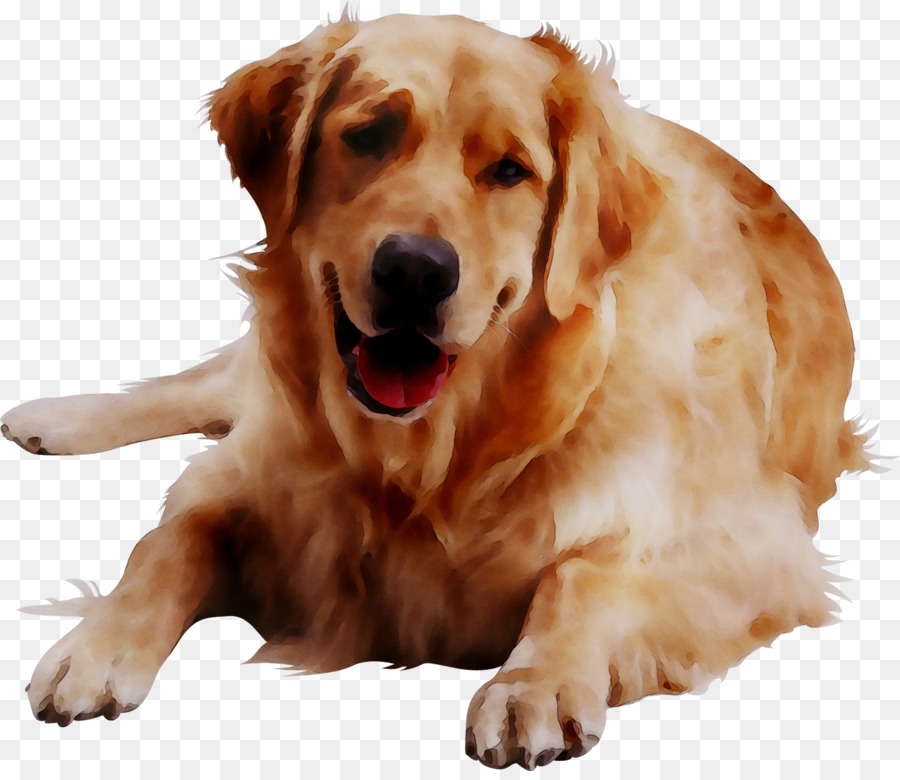 Golden Retriever，Raza De Perro PNG